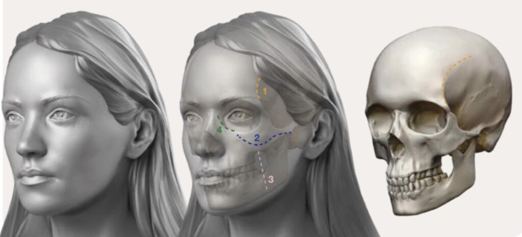 Structure osseuse du crâne féminin vue de 3/4